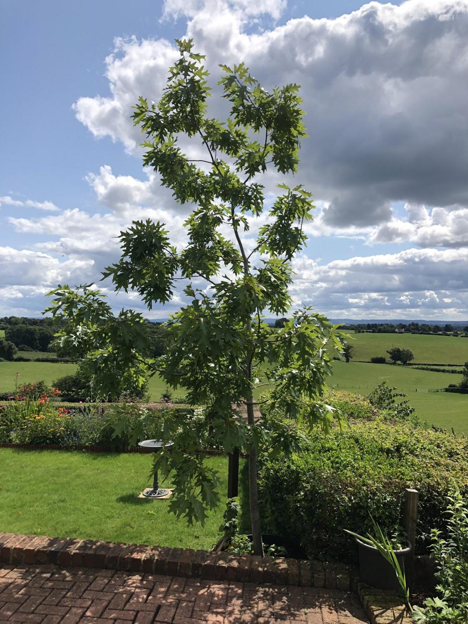 Betula Views Studio Newent Zewnętrze zdjęcie